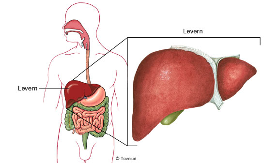 Hepatit B Hepatit B