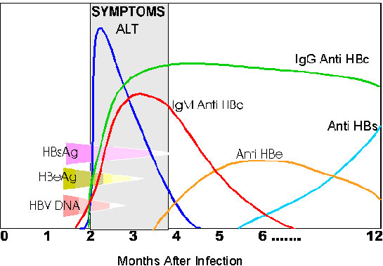 Hepatit B Testi